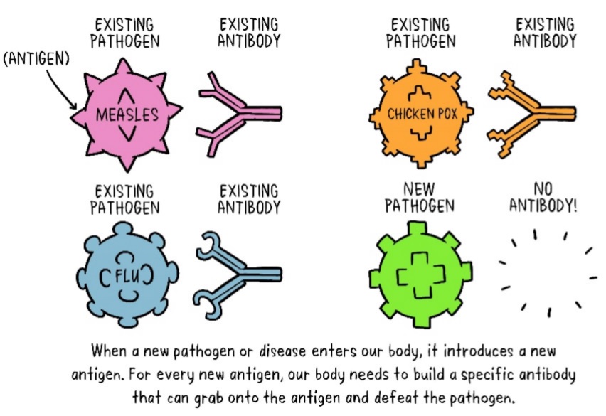 Heartbeat: Immunity, antigens, pathogens and antibodies – what does it all mean?