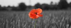 Remembrance Day events