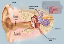 Aston University seeking volunteers for ear wax removal